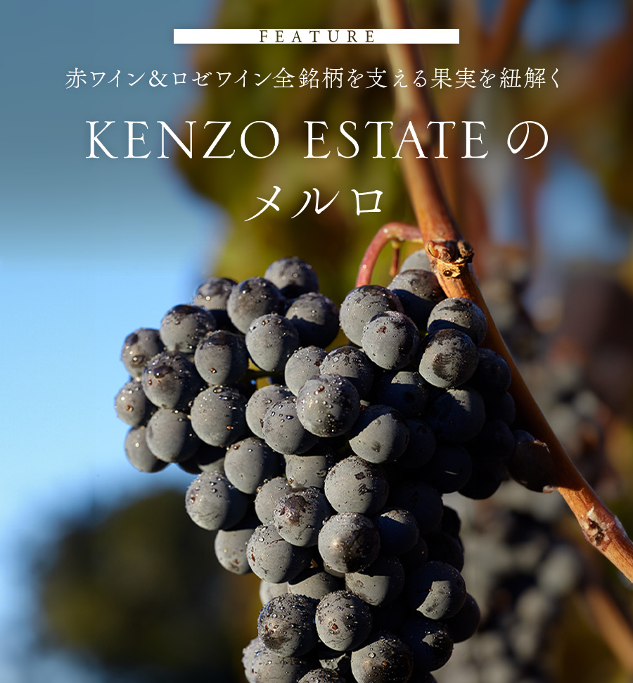 FEATURE　限りなくピュアに育まれた果実　KENZO ESTATEのメルロ